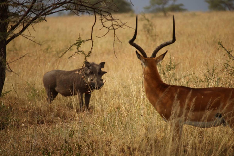 Arusha National Park Half Day Safari With Walking Tour