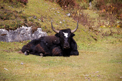 Catmandu: Caminhada de 8 dias no vale de Langtang com o miradouro de Kyanjin Ri