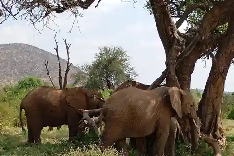 Nairobi: Amboseli National Park Day Trip with Hotel Pickup