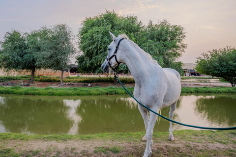 Dubai: Al Marmoom Oasis Horse Riding Experience with Snack 30-Minute Horse Ride with Hotel Pickup and Drop-Off