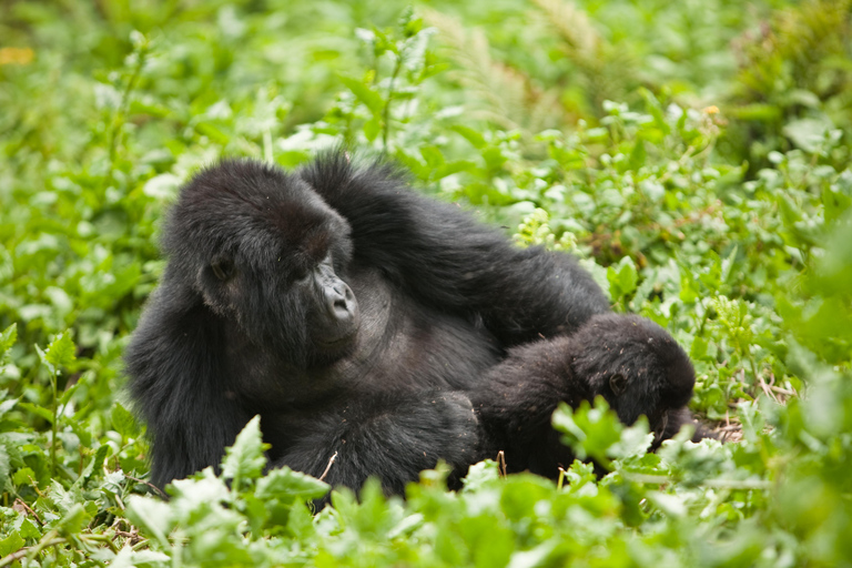 Uganda: 8-Day Safari with Gorilla & Chimpanzee Trekking