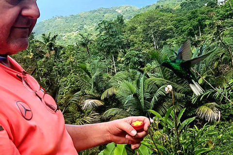 Tobago: Hummingbird Tour