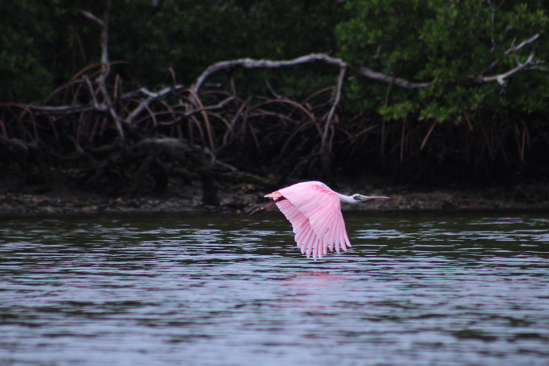 From Naples, FL: Marco Island Mangroves Kayak or Paddle Tour Easy Ride Pedal Kayak Tour