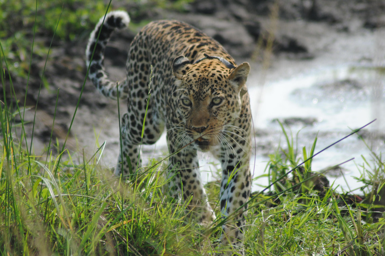 7 Day Rwanda Uganda Culture and Primate Safari Adventure