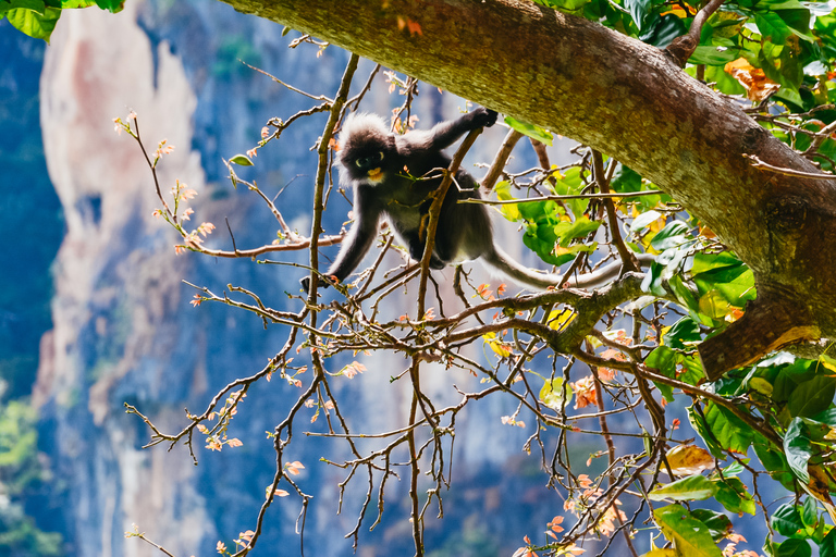 Vanuit Phuket: excursie James Bond Island per longtailboot