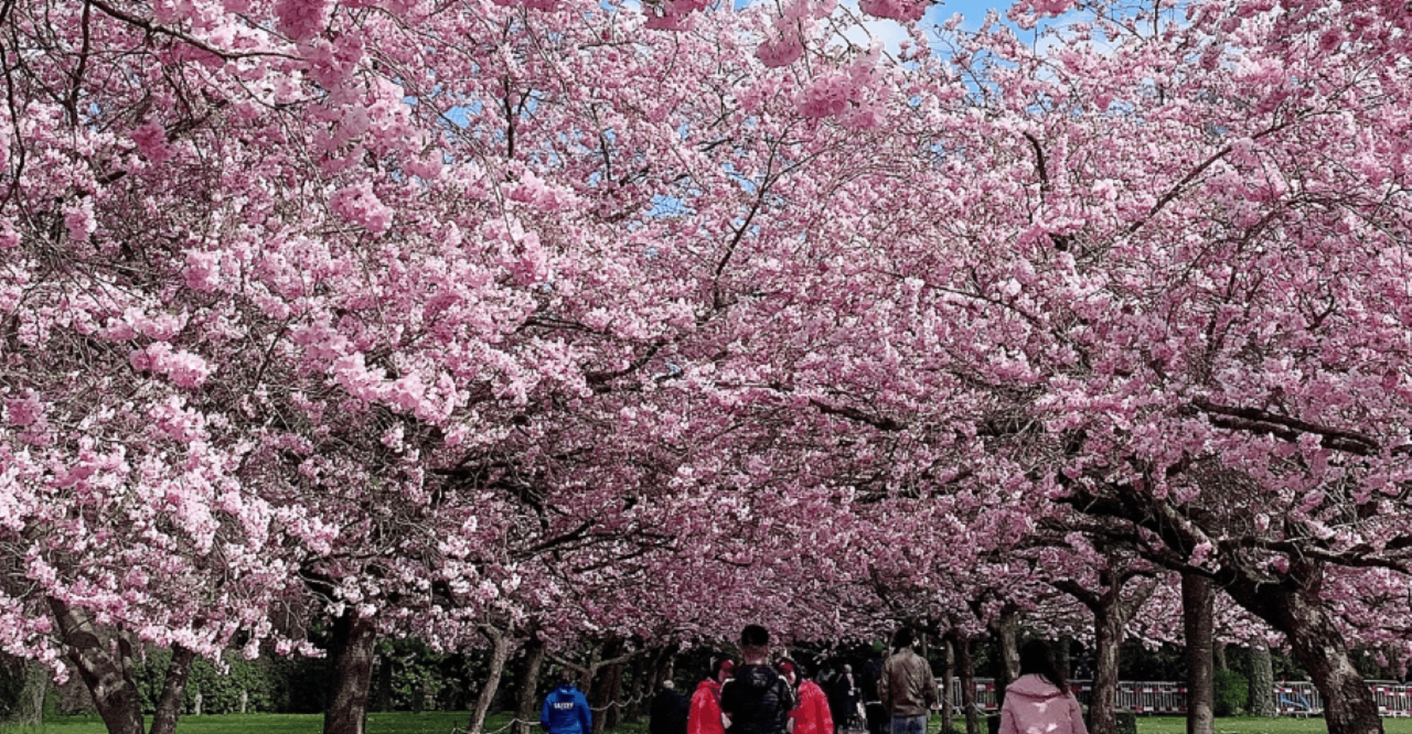 Experiencia privada y única de Nagasaki Cherry Blossom 