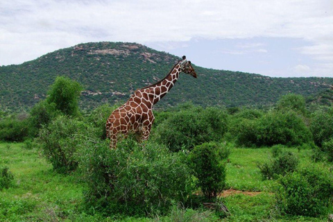 Mombasa/Diani:4 Days Tsavo East, Tsavo West & Amboseli Parks