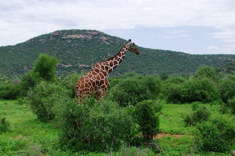 Mombasa/Diani:4 Days Tsavo East, Tsavo West & Amboseli Parks