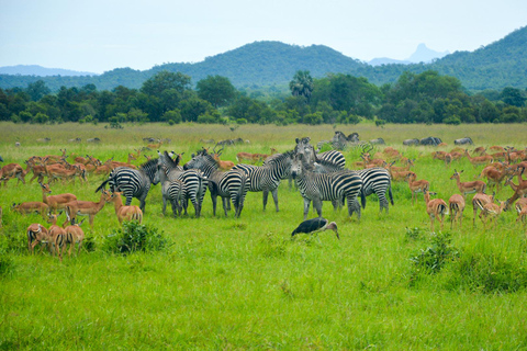 Zanzibar: 2-dniowe safari w Parku Narodowym Mikumi z przelotem
