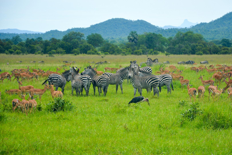 Zanzibar: 2-dniowe safari w Parku Narodowym Mikumi z przelotem