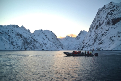 Vanuit Svolvær: RIB Zeearend Safari Trollfjord cruise