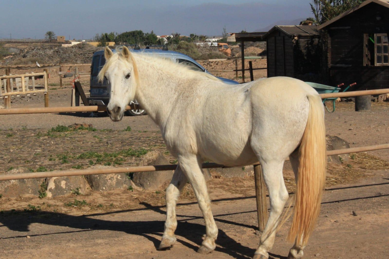 Fuerteventura: Horseback Riding to the Cliffs of El Cotillo Fuerteventura: Horseback Ride to the Cliffs of El Cotillo
