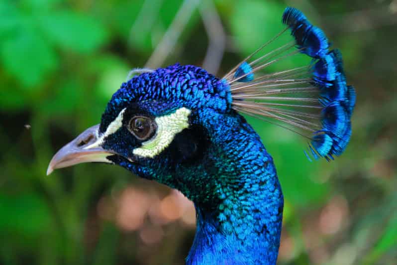 Prague: Zoo Entrance Ticket With Audio Guide & Transfer