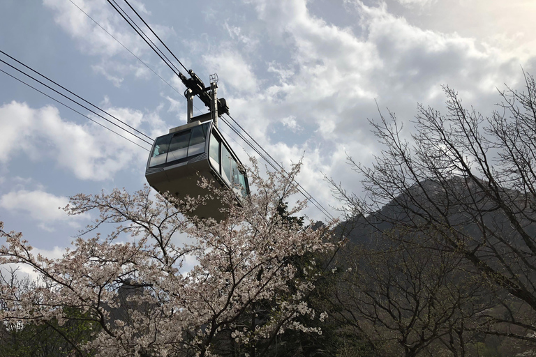 Seúl: Excursión de un día por la floración de los cerezos de primavera en CoreaGwangyangMaehwa y Jeonju desde la salida 8 de la calle Hongdae