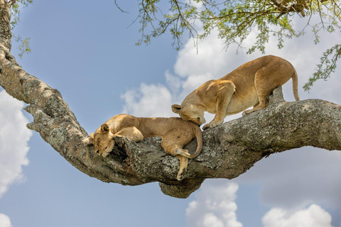 From Arusha: 3-Day Tarangire, Ngorongoro, & Manyara Safari