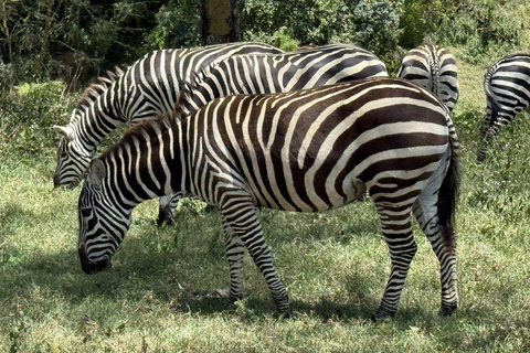 Nairobi: Lake Nakuru National Park and Lake Naivasha Tour
