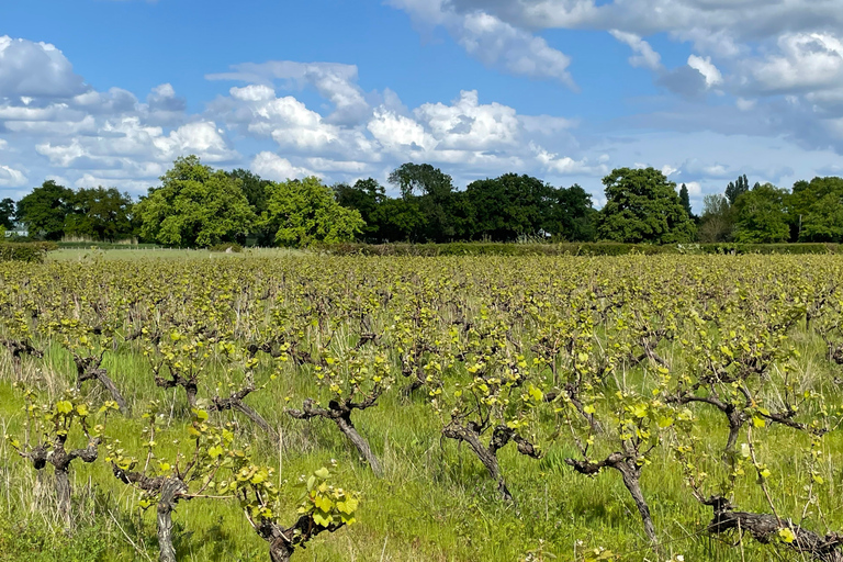 Educational hike in the Anjou vineyards Wine Hike