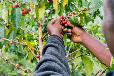 Arusha: Coffee Farm and Waterfalls Tour