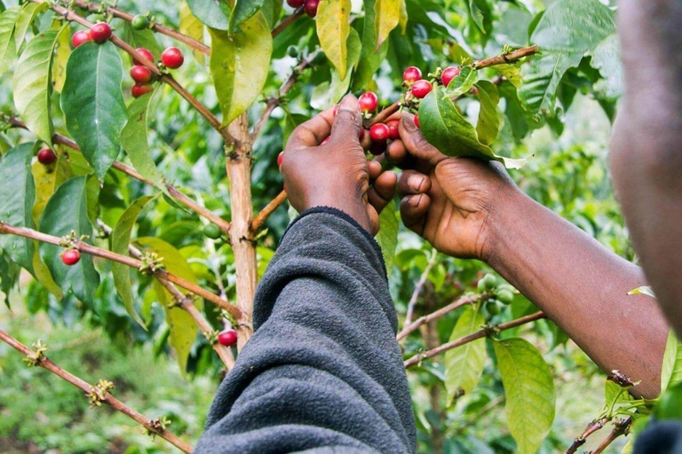 Arusha: Coffee Farm and Waterfalls Tour