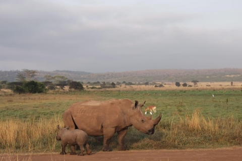 Visite guidée du parc national d'Amboseli depuis Nairobi