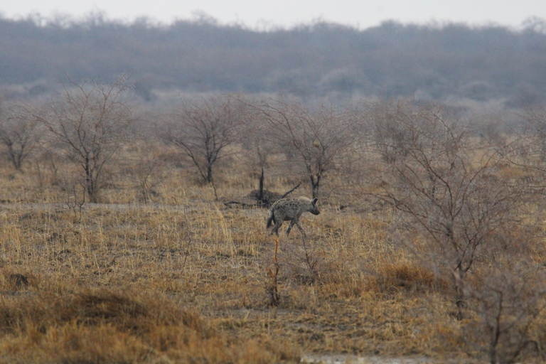 Windhoek: 3-Day Guided Safari in Etosha with Lodge