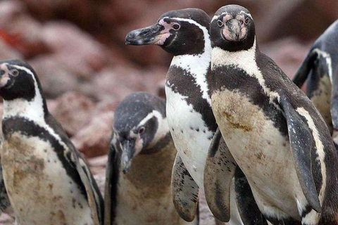 Observation of Marine Fauna in Ballestas Islands