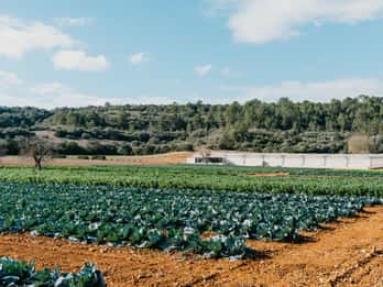 Hort de Sa Vall : visite guidée des cultures et dîner en plein air