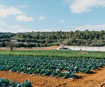 Hort de Sa Vall: Guided tour of the crops and outdoor dinner