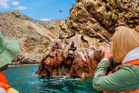 Ballestas Islands: Peru’s Natural Paradise boat tour