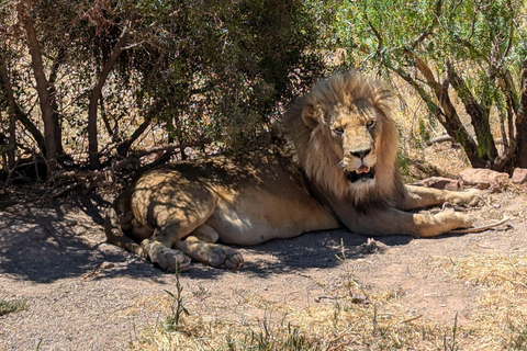 Cape Town Big 5 afternoon safari with lunch and transport
