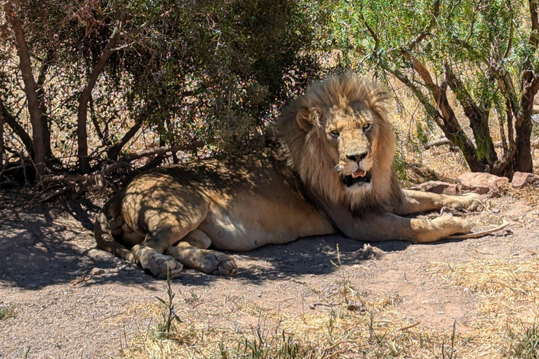 Cape Town Big 5 afternoon safari with lunch and transport