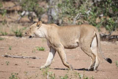 Chobe Tagestour