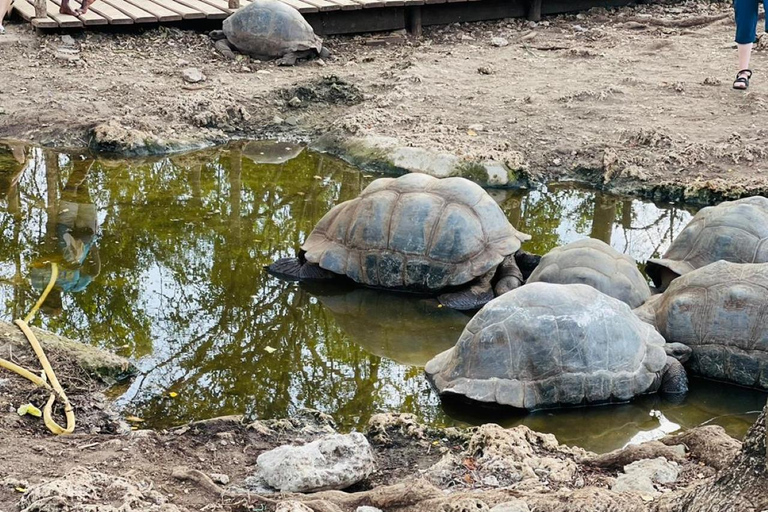 Zanzibar: Wycieczka piesza po Kamiennym Mieście + Wyspa Więzienna i przyprawy