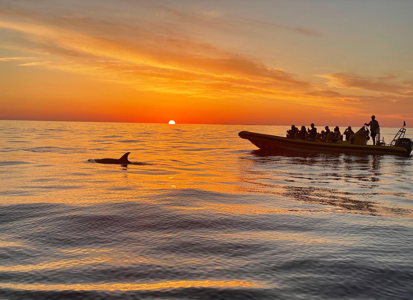 Fra Alcudia: Sejltur ved solopgang med delfinobservation