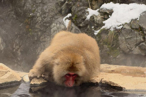 Tokyo: Nagano Day Trip with Snow Monkey Park & Temple.