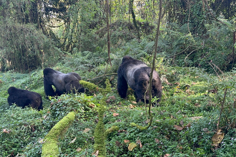1-Day Rwanda Gorilla Trekking Volcanoes National Park