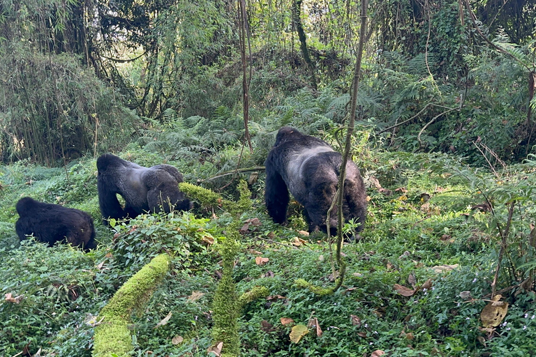 1-Day Rwanda Gorilla Trekking Volcanoes National Park