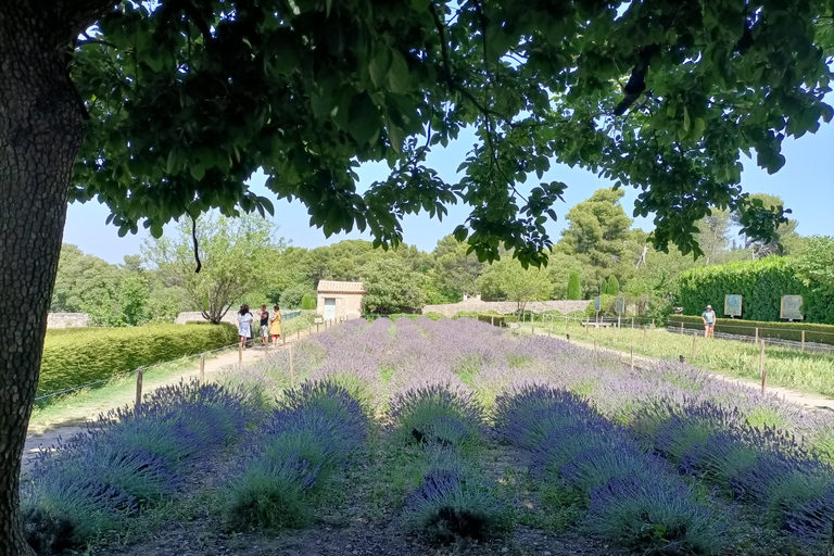 Provençaalse elegantie: Odyssee van lavendel, olijfolie en wijn