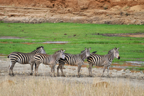 Day trip to Tarangire National Park