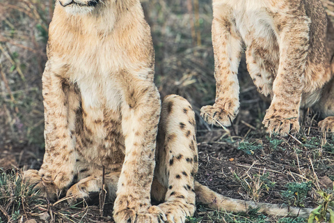 Nairobi: National Park Tour Experience