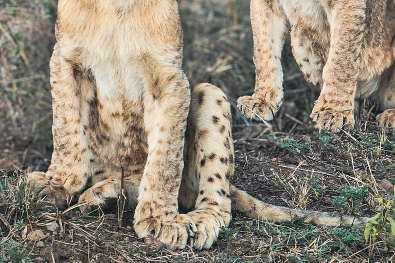 Nairobi: National Park Tour Experience
