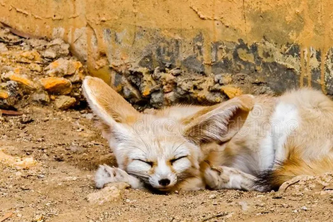 From Hammamet & Sousse: Friguia Animal Park Safari half day