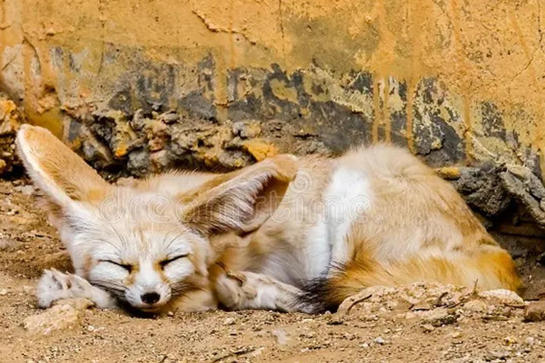 From Hammamet & Sousse: Friguia Animal Park Safari half day