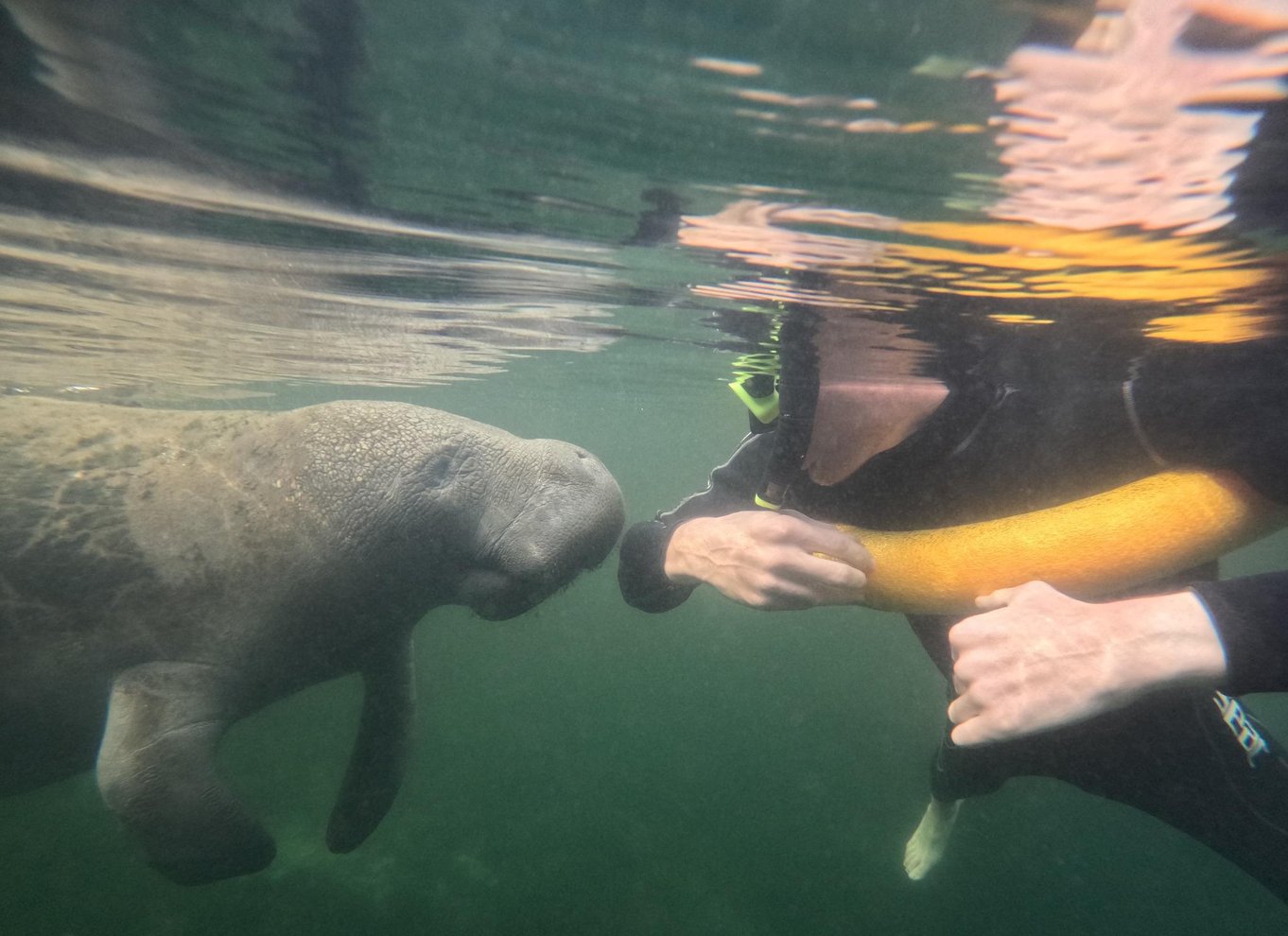 Crystal River: Snorkeltur med søkøer i vandet