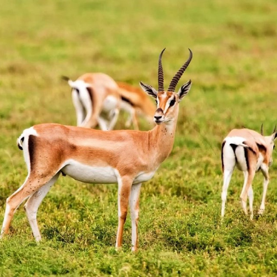 Parc national et désert du Sahara avec déjeuner et balade à dos de chameau