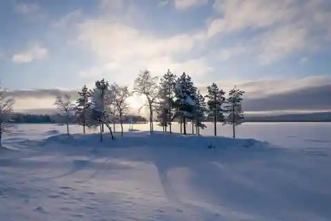 Jokkmokk: Guided Ski Tour in the Forest with Meal