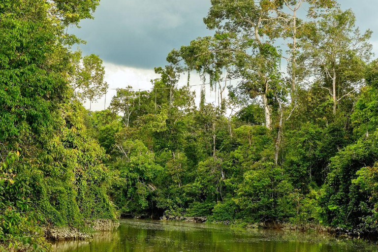 Kinabatangan River Trip from Sandakan with Lunch Included (Shared Tour) Kinabatangan River Trip Sandakan with Lunch