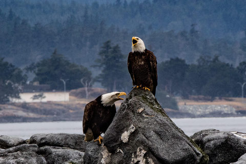 Victoria: 3-stündige Zodiac-WalbeobachtungstourAb Victoria: Whale Watching im Zodiac-Boot