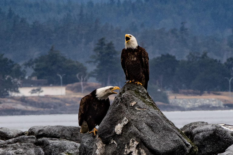 Victoria: 3-stündige Zodiac-WalbeobachtungstourAb Victoria: Whale Watching im Zodiac-Boot