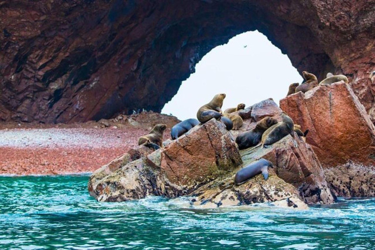 Excursion: Ballestas Islands and Paracas National Reserve